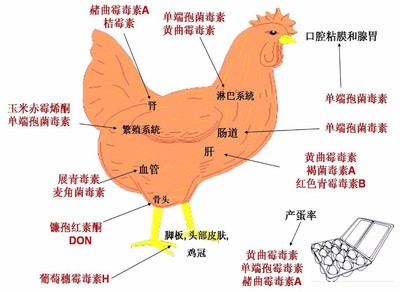 霉菌毒素对鸡的危害