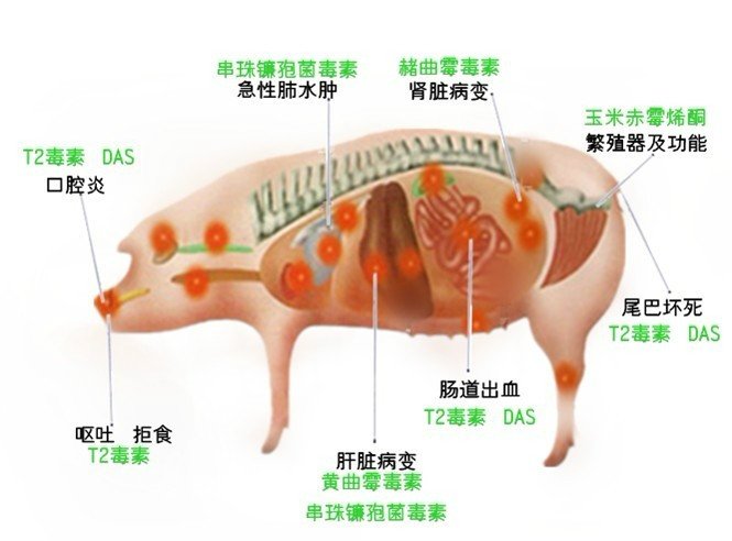 霉菌毒素对猪的危害