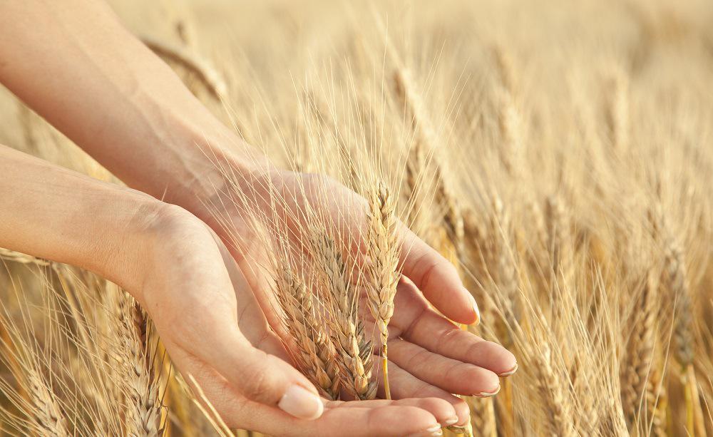 呕吐毒素快速检测 呕吐毒素快速检测