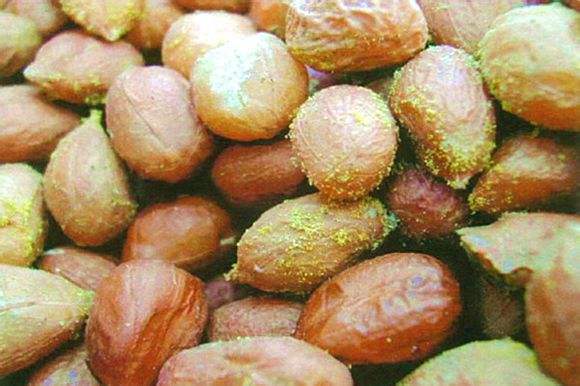 黄曲霉毒素污染 黄曲霉毒素污染