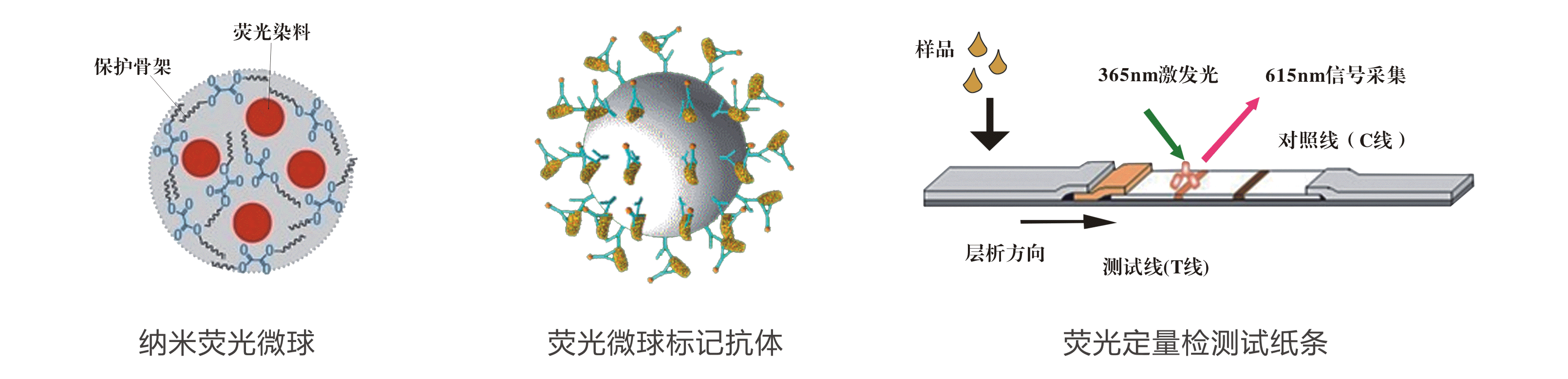 荧光定量免疫层析原理