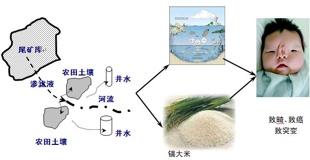 重金属危害