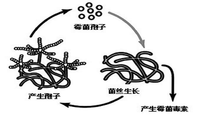 霉菌毒素生长情况