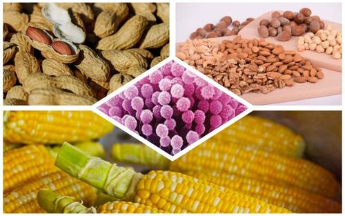 真菌毒素 真菌毒素