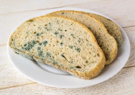 真菌毒素污染的食物 真菌毒素污染的食物