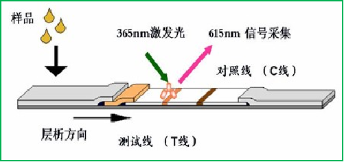 荧光定量检测法