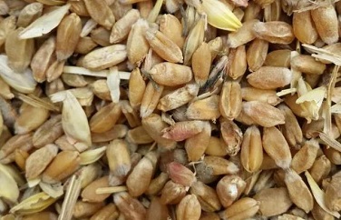 小麦呕吐毒素 小麦呕吐毒素