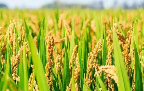 粮食重金属防治方案 粮食重金属防治方案