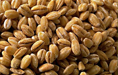 小麦面粉呕吐毒素 小麦面粉呕吐毒素