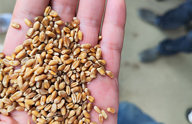 小麦呕吐毒素 小麦呕吐毒素