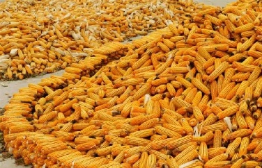 呕吐毒素 呕吐毒素