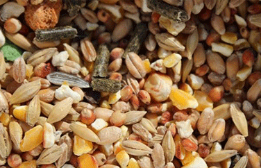 呕吐毒素 呕吐毒素